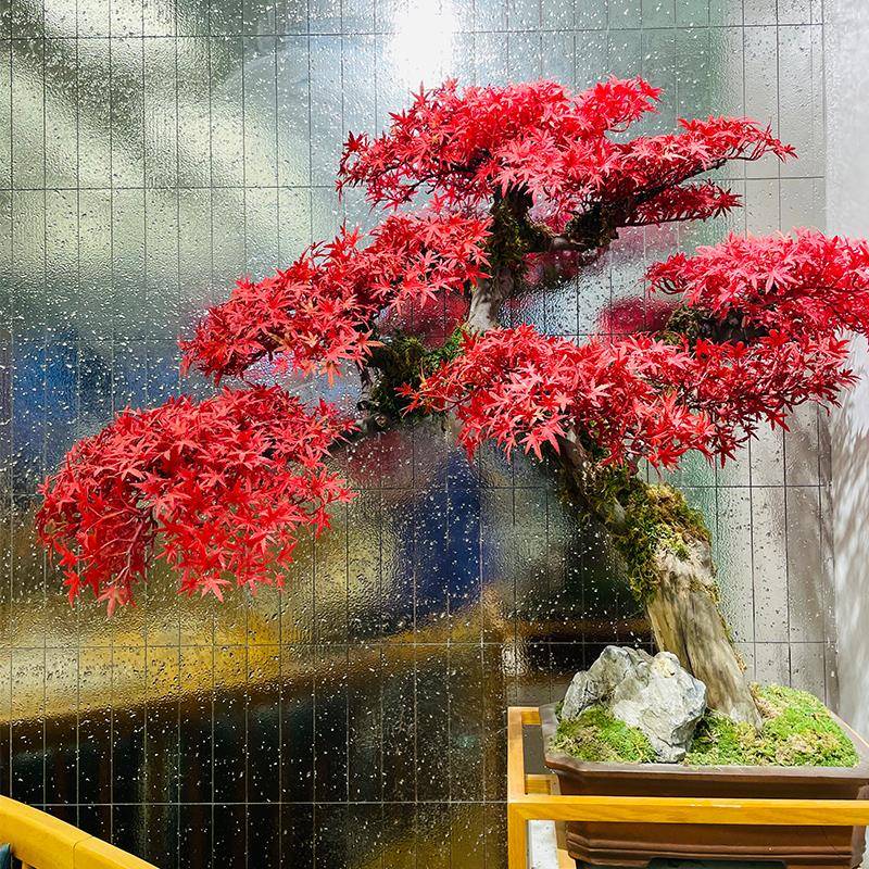 仿真松树迎客松大型美人松摆件新中式玄关造景装饰红枫盆景假松树