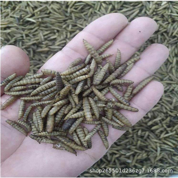 大麦虫蝗虫微波快速干燥设备昆虫黑水虻烘干膨化机膨化效果好