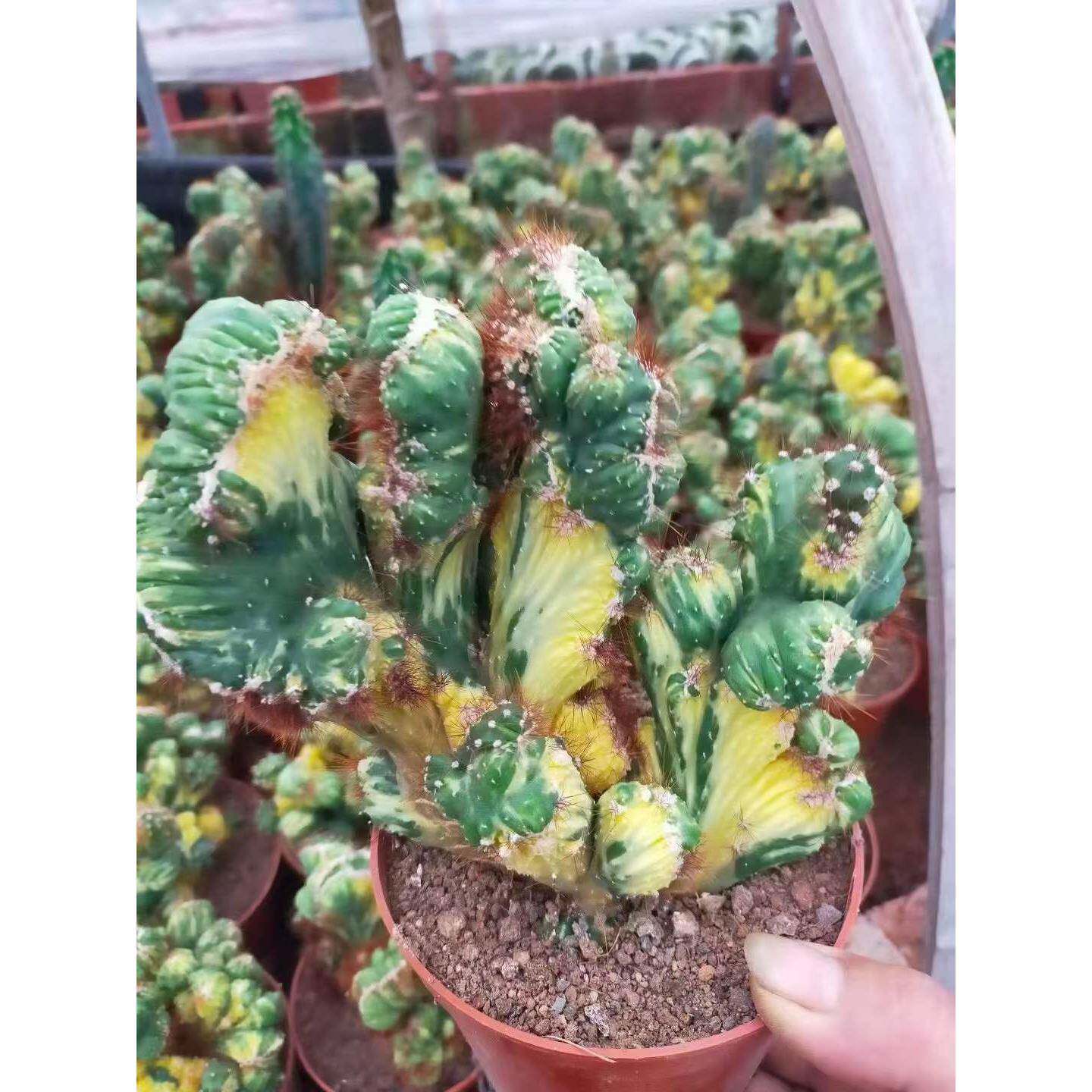 【基地直供】 多肉植物盆栽 家居多肉绿植花卉盆栽 彩山影