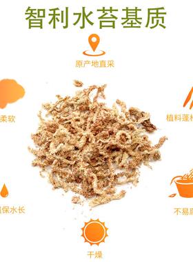 智利ZLST干水苔无菌蝴蝶兰斛兰花肉石食多虫垫植物专用干苔藓爬虫