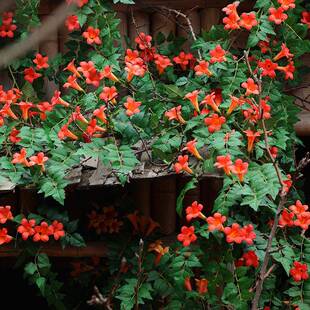 凌仿真霄花假花绿植藤蔓树叶子顶凌霄花廊架面装饰爬藤门头墙美化