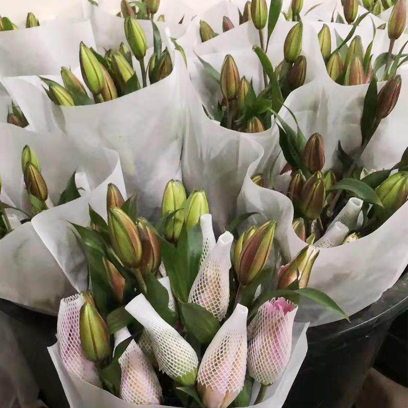 重瓣百南合伊莎贝南拉明莲花百合云JXO昆重瓣香味百合斗基地