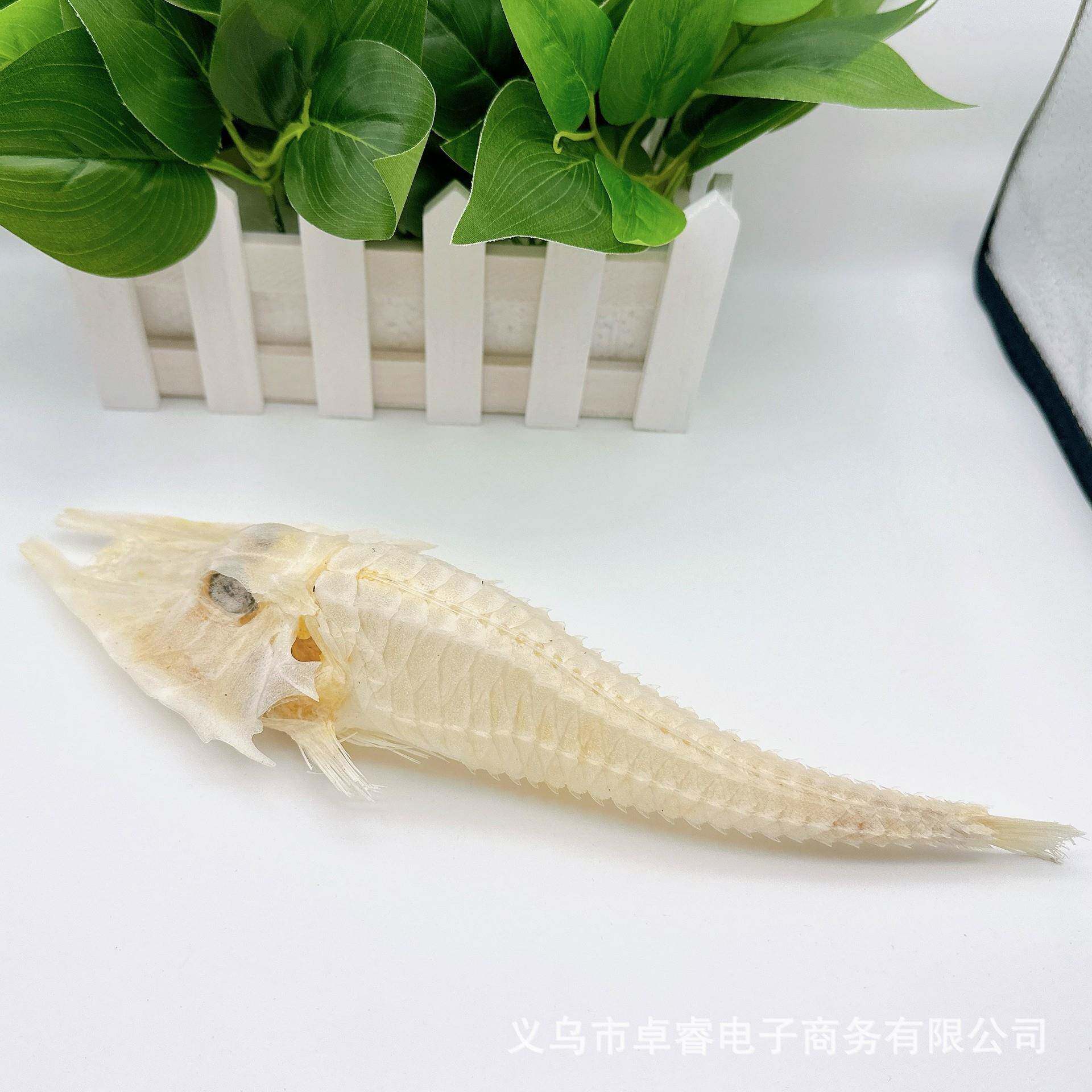 深怪鱼辣茄鱼海各种骨骼标本真实的动物标本家居摆辣茄鱼件DIY装