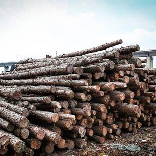 落叶松原木桩户外河木护岸18实木打木桩园林绿道化松木植树杆松木