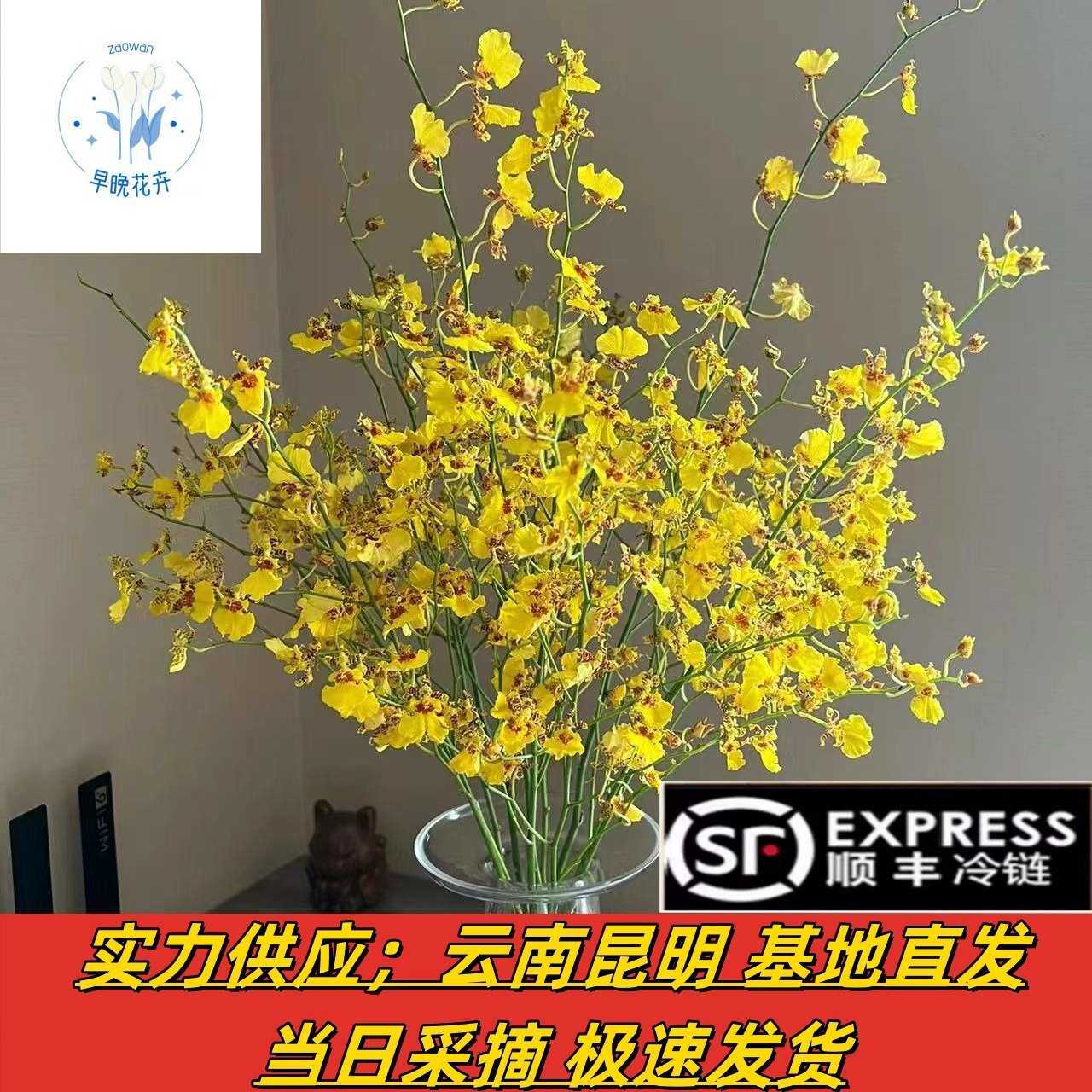 跳舞兰鲜花 红心跳舞兰云南昆明花店婚庆用花摆地摊社区团购