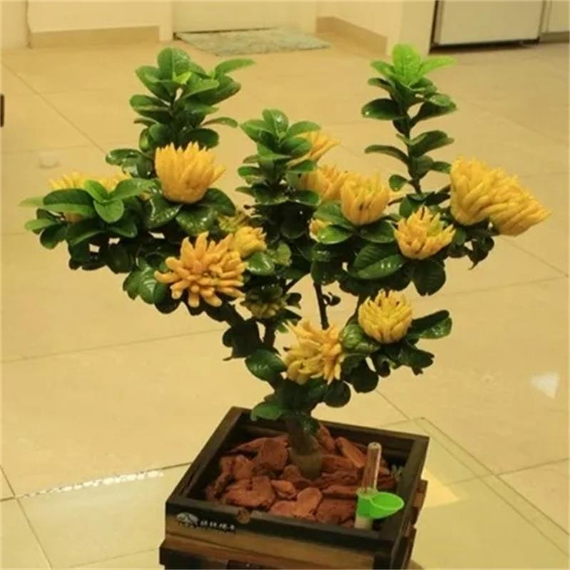 金华佛手盆栽带花/佛手树苗带果/佛手柑盆栽金佛手苗四季常青盆景