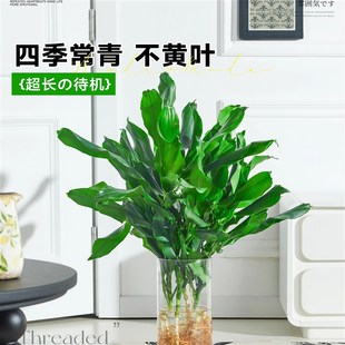 水培植物高大螺纹铁观叶绿植客厅室内好养无土纯水培盆栽四季常青
