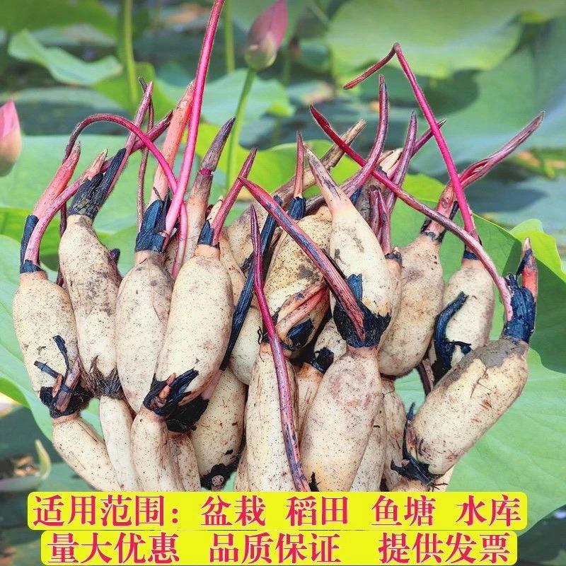 荷花种根苗大型观赏荷花苗盆栽水培池塘藕种碗莲睡莲花卉水生植物