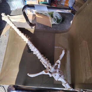 骨剑诸葛渊脊骨剑标本工艺品结实