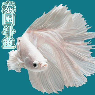 泰国斗鱼活体鱼苗观赏鱼热带好养耐活小型鱼婚纱尾小精灵红色斗鱼