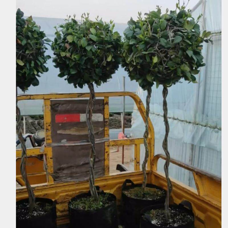 风车茉莉棒棒糖银丝茉莉棒棒糖盆栽庭院地栽绿植常青爬藤好养花卉