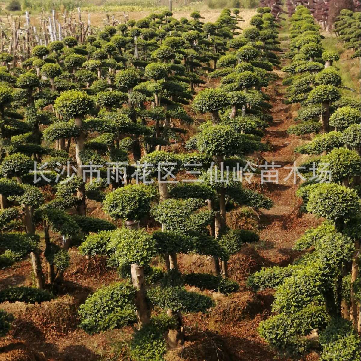 湖南基地供应造型小叶女贞树 庭院绿化风景盆栽树 小叶女贞规格齐