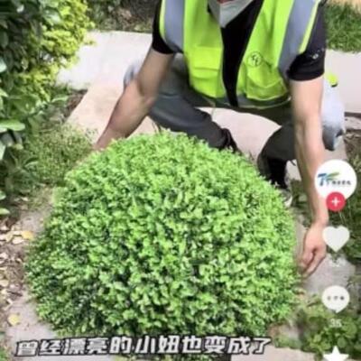 户外绿植井盖遮挡装草饰品绿植球真绿植仿EOI球尤加装利饰米兰球