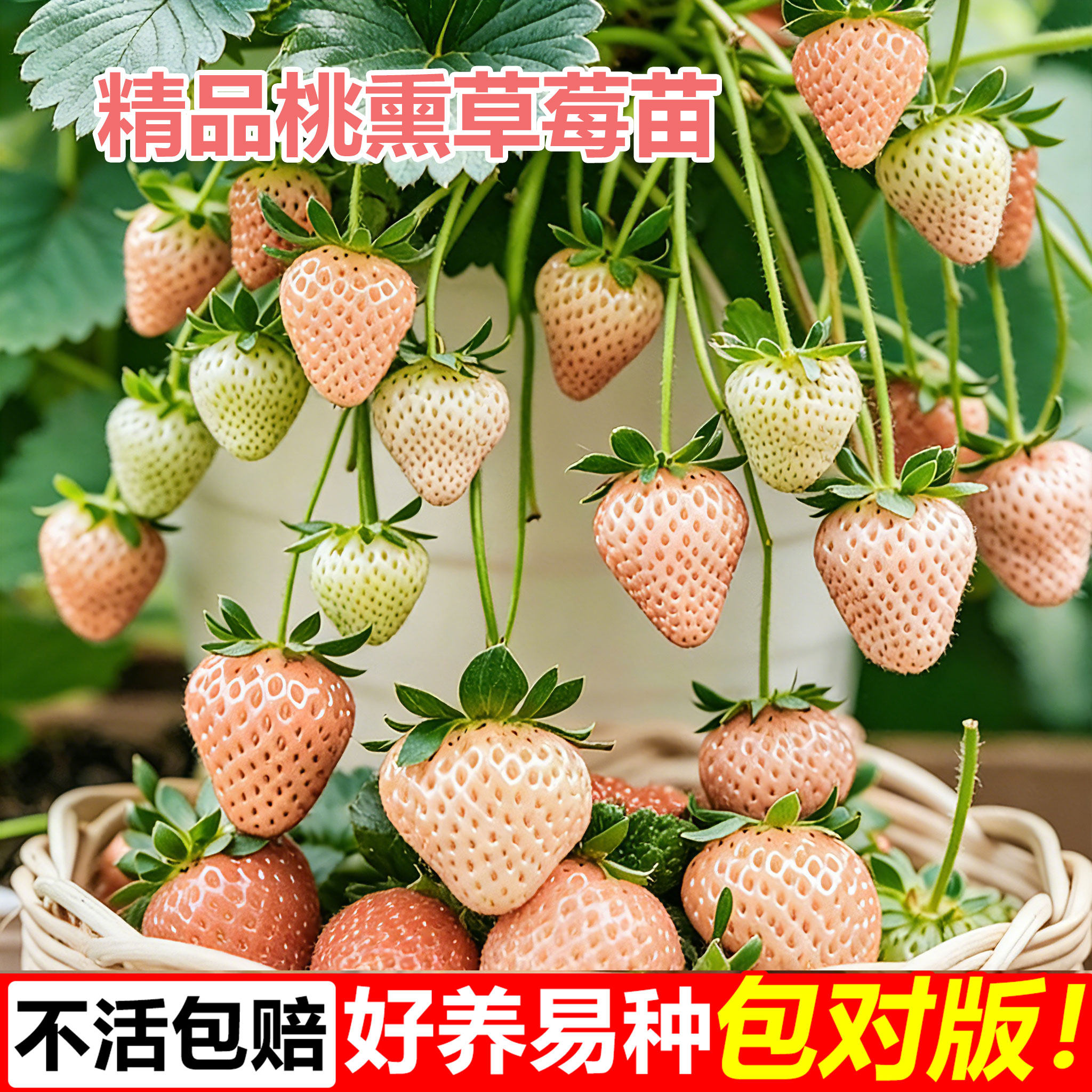桃熏草莓苗特大四季结果儿童种植小盆栽阳台种植原土原盆穴盘苗,鲜花速递/花卉仿真/绿植园艺,种苗/半成品盆栽,淘宝优惠券,粉丝福利购,淘宝优惠卷