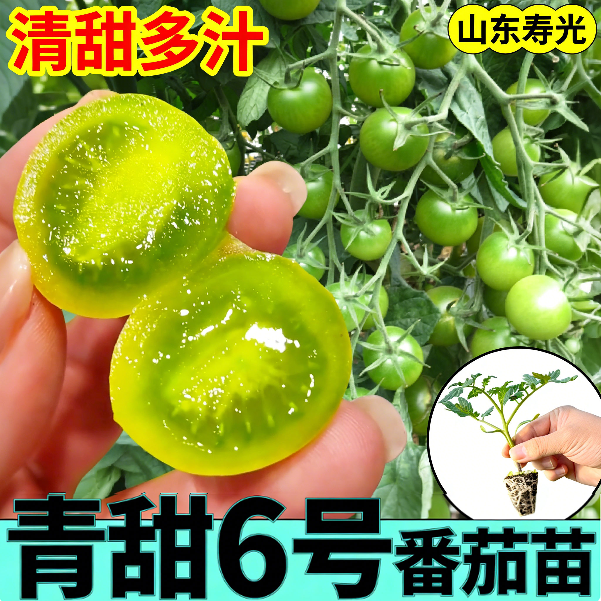 超甜迷彩长寿番茄