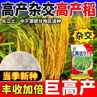 c两优919稻种国审浓香稻杂交长粒香米谷种水稻种子优质高产抗倒病