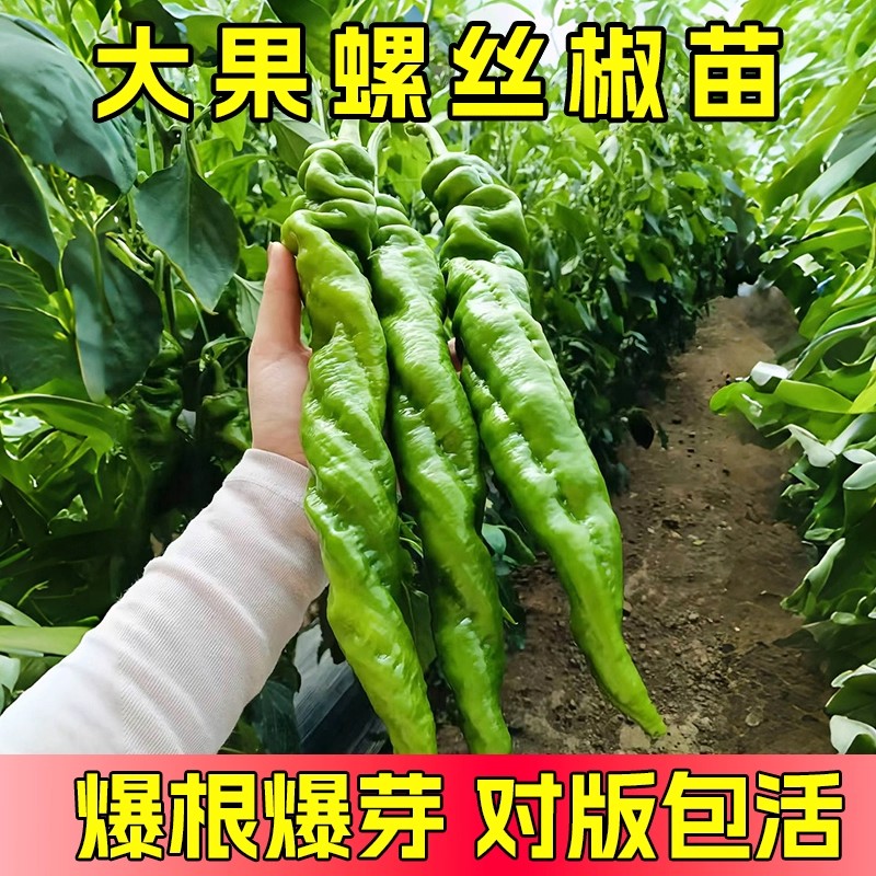 香辣脆嫩，壮苗满根