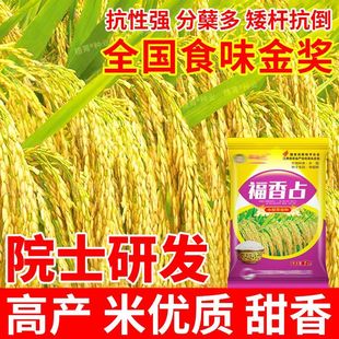 福香占长粒水稻种子审定国标一级米质超高产抗倒伏耐高温正品原装
