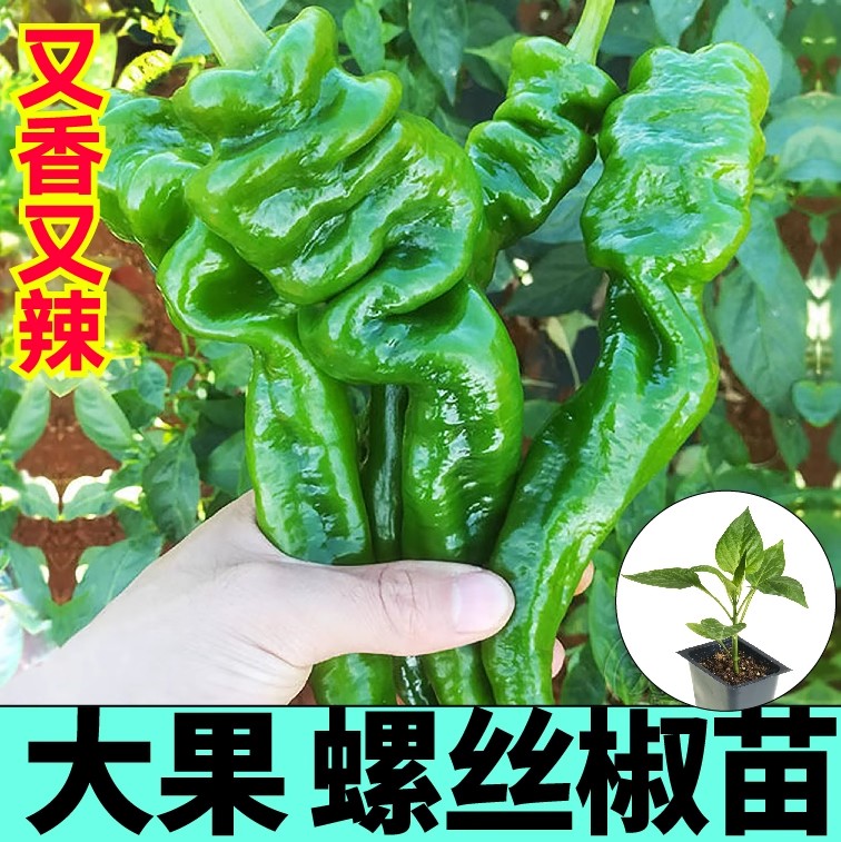 香辣脆嫩，壮苗满根