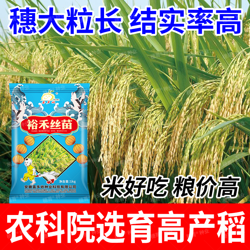 穗大粒长 结实率高