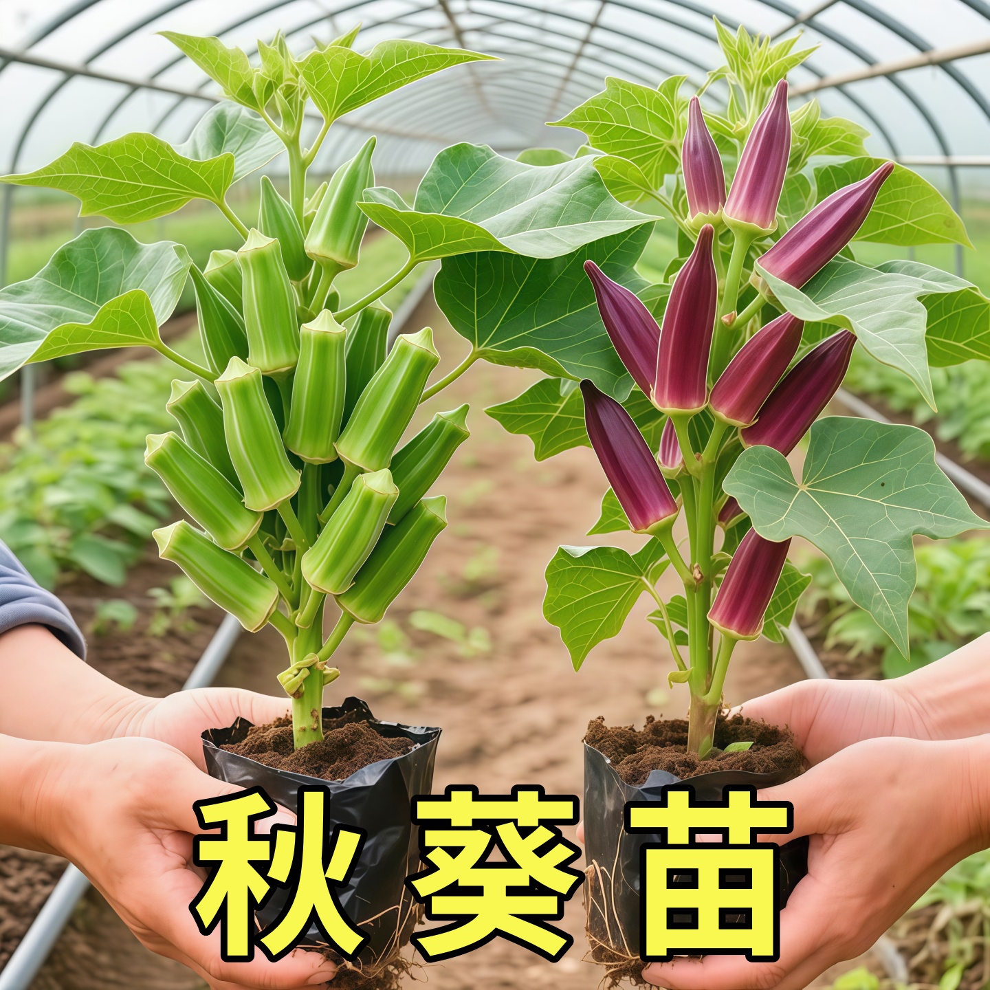 新秋葵到了，基地直发带土发货