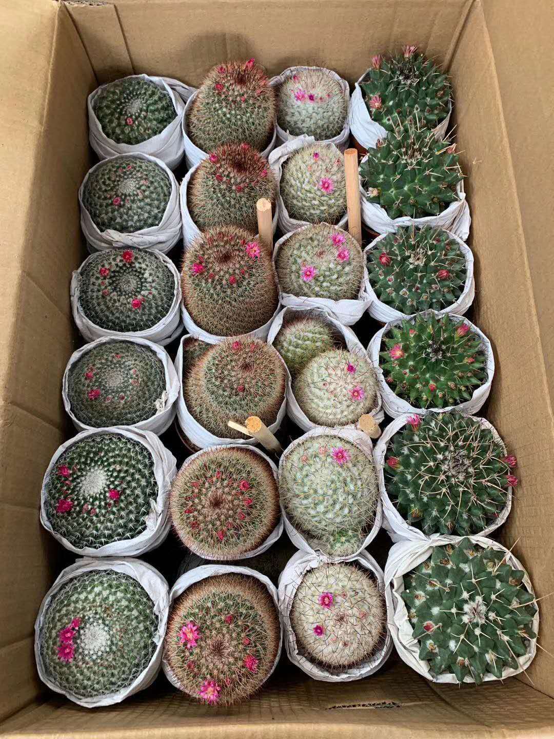 【基地直供】仙人球盆栽 居家花卉绿植盆栽 随机混装四色球