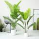 仿散尾凤葵尾竹型落地盆栽绿植物室大内造景LZU真软装 摆件