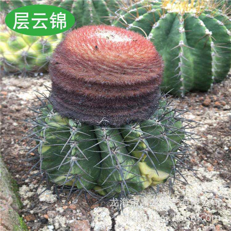 层云锦实生花座球属品种小盆栽 变锦仙人球 景观点缀多浆植物