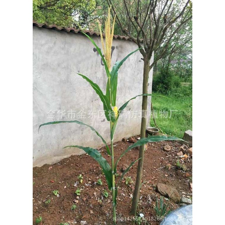 仿真玉米叶春色玉米棒子假农作植物假树叶工程博物馆布景拍摄