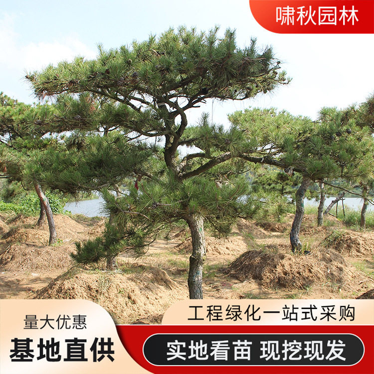 室外大型黑松造型树四季常青
