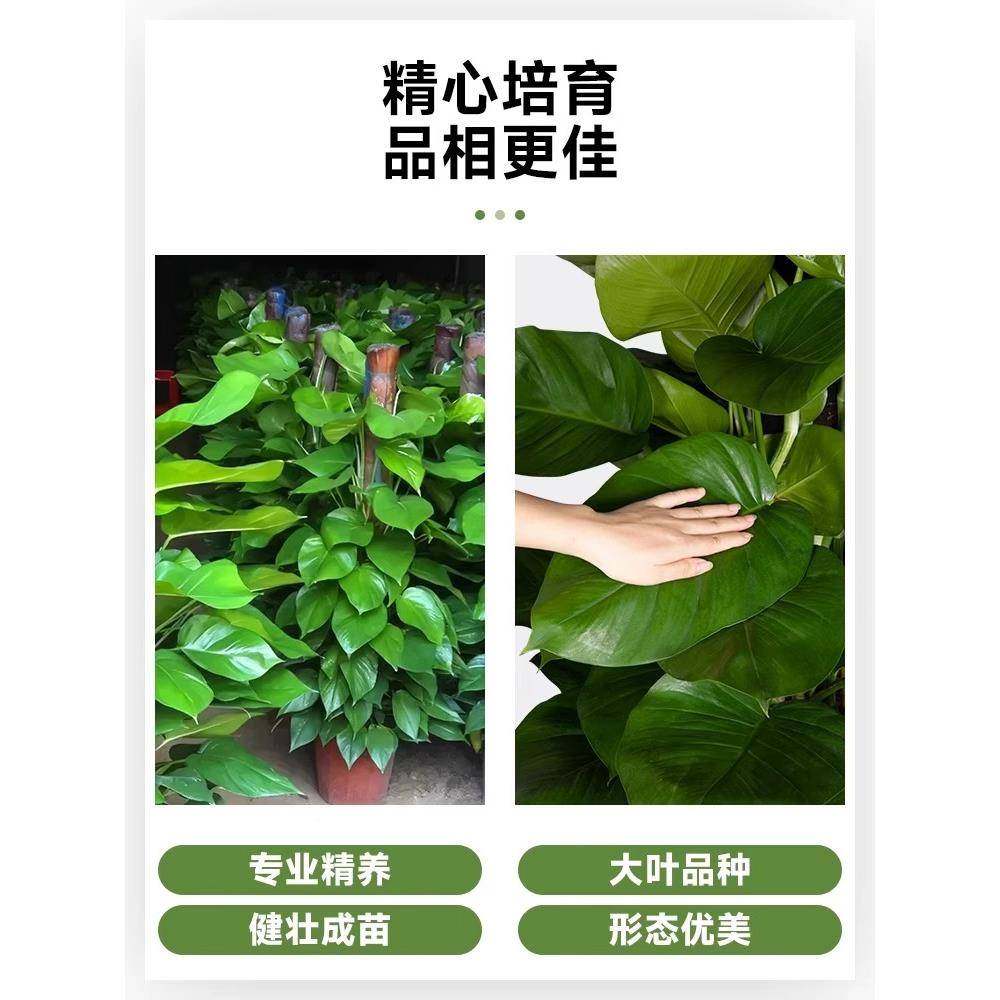 yzh74414大叶绿柱公盆栽客厅大绿植办室内除甲醛净化空气型四萝季