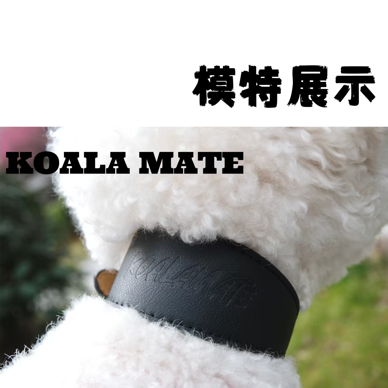 koalamate考拉伙伴宠物项圈中小型犬遛狗狗项圈猫咪脖子项链