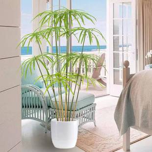 2.2米仿造32000真植物水竹木贼风车轻草水培酒植物清新田园盈装饰