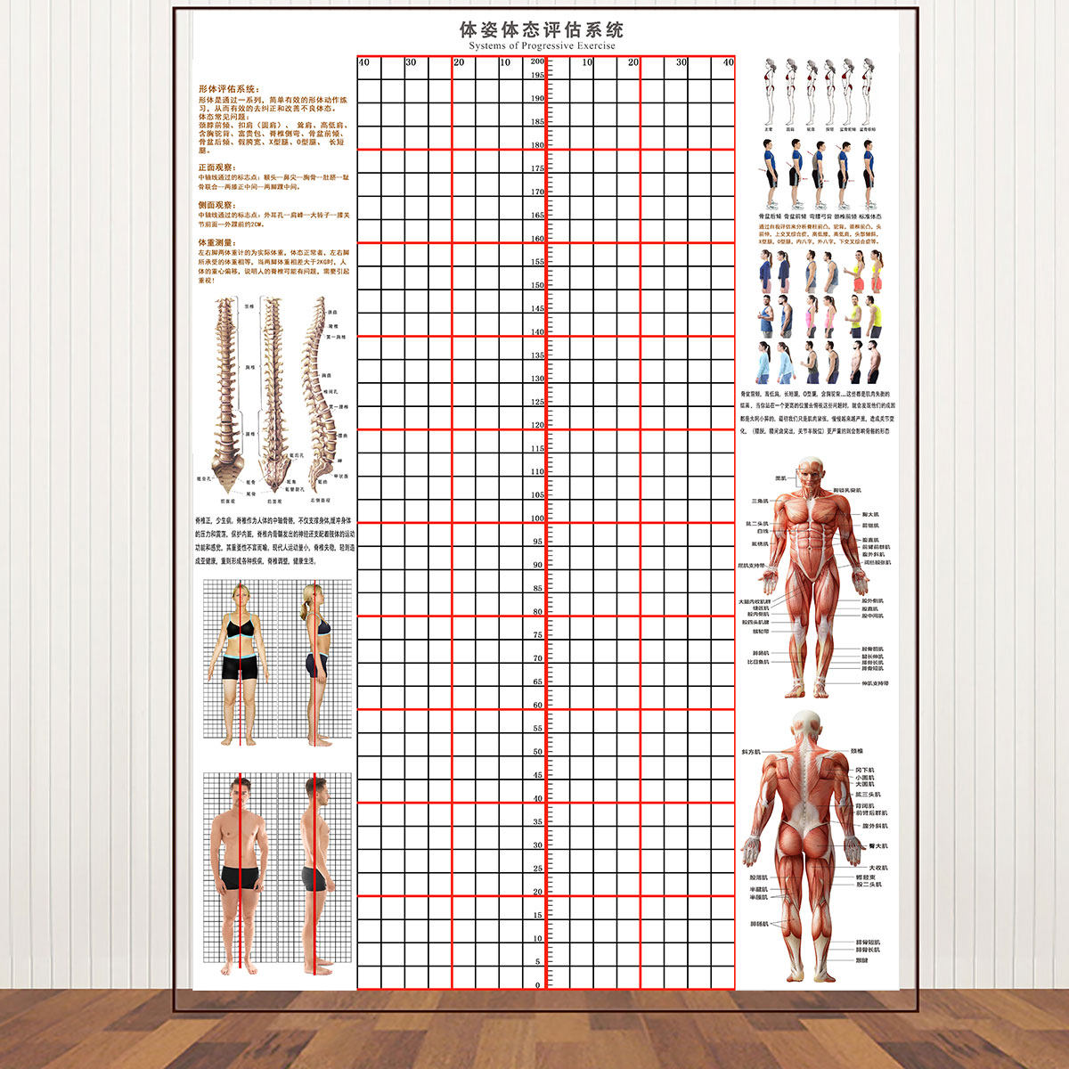 贴式体态评估表体测健身房工作室矫正中医私教墙纸图身体新疆包邮,家装主材,定制壁画,淘宝优惠券,粉丝福利购,淘宝优惠卷
