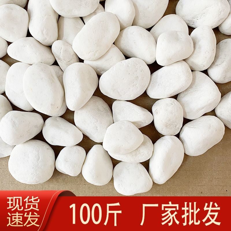 100斤白石子白色鹅卵石庭院造景白石头铺路花园阳台铺地白色砾石