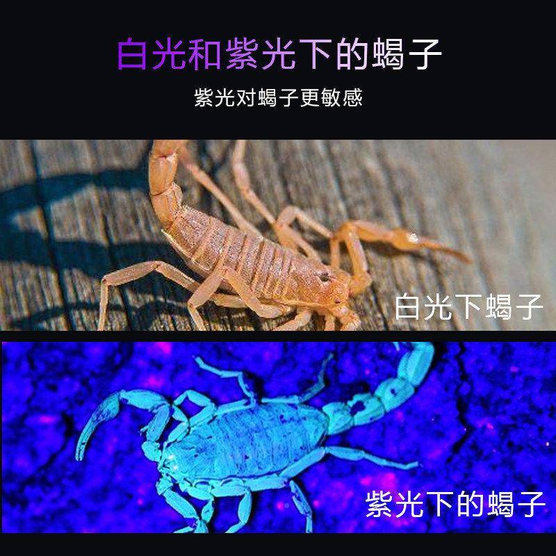 82led光紫光灯子JY-3316灯照钞蝎泛子专蝎用头戴式手提两用豆虫灯