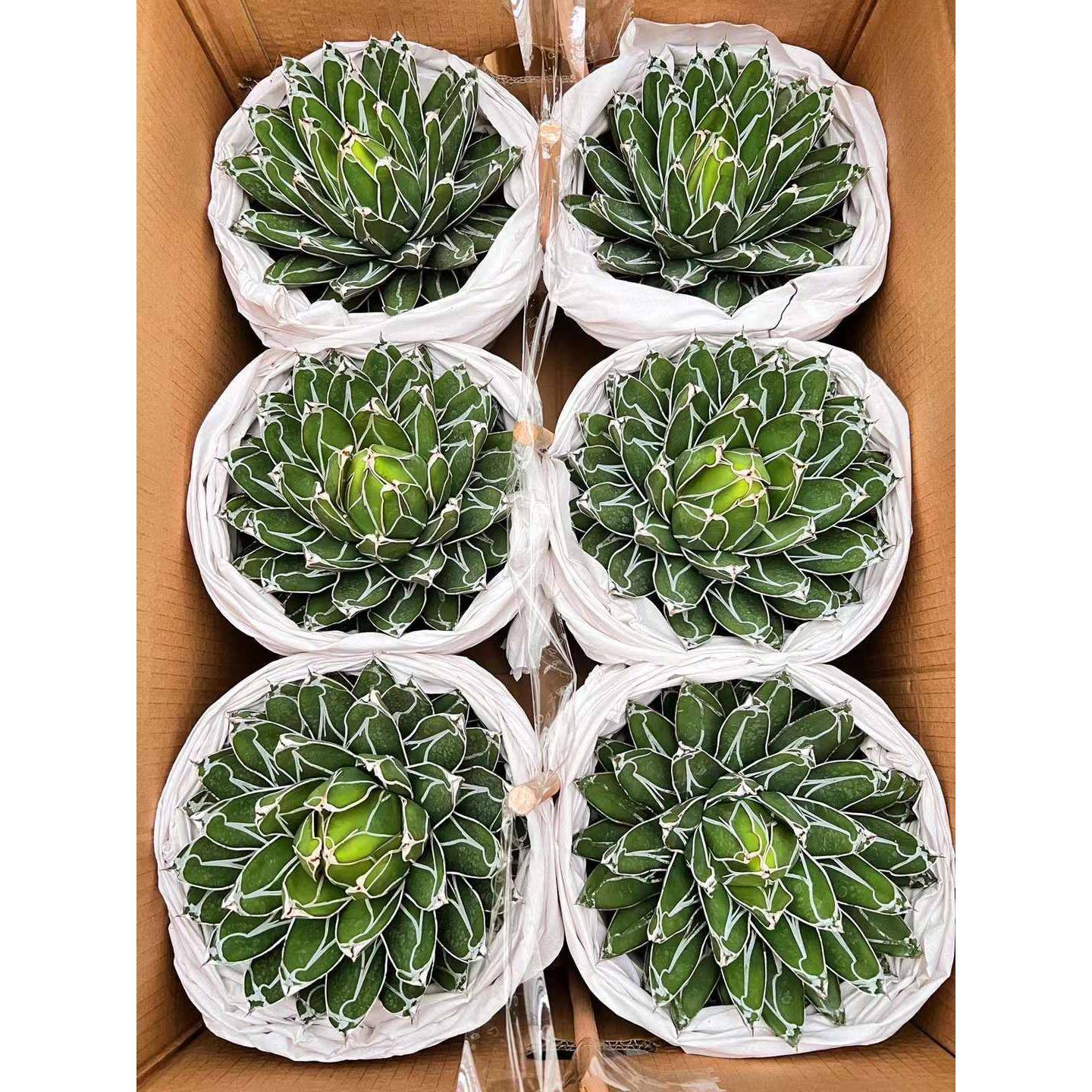 基地直销仙人球植物盆栽 居家花卉绿植盆栽 世之雪6装