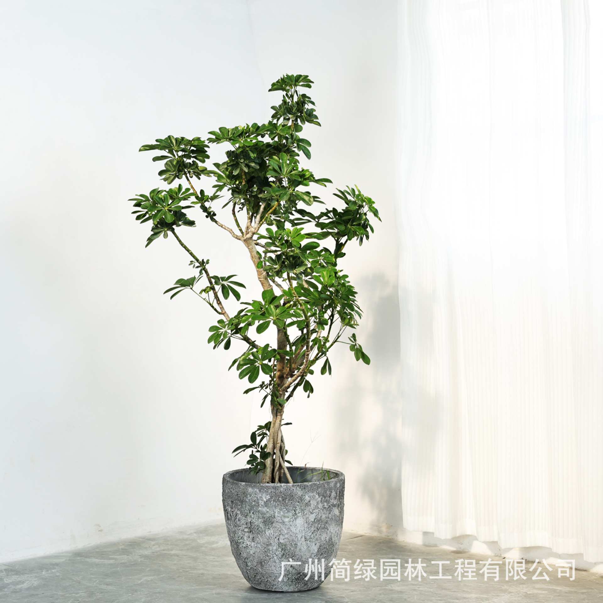 北欧创意水泥大花盆户外庭院圆形新款艺术鸭脚木特大号轻奢高级感