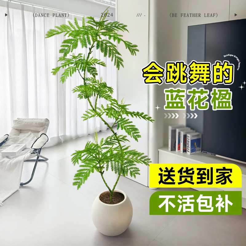 蓝花楹绿植客厅大型植物盆栽室内四季好养落地真花景观造景吸甲醛