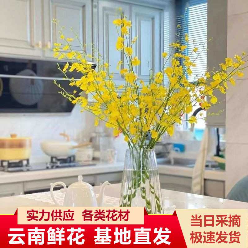 文心兰鲜花 云南跳舞兰花花店婚庆用花水养花插花花束配花搭配