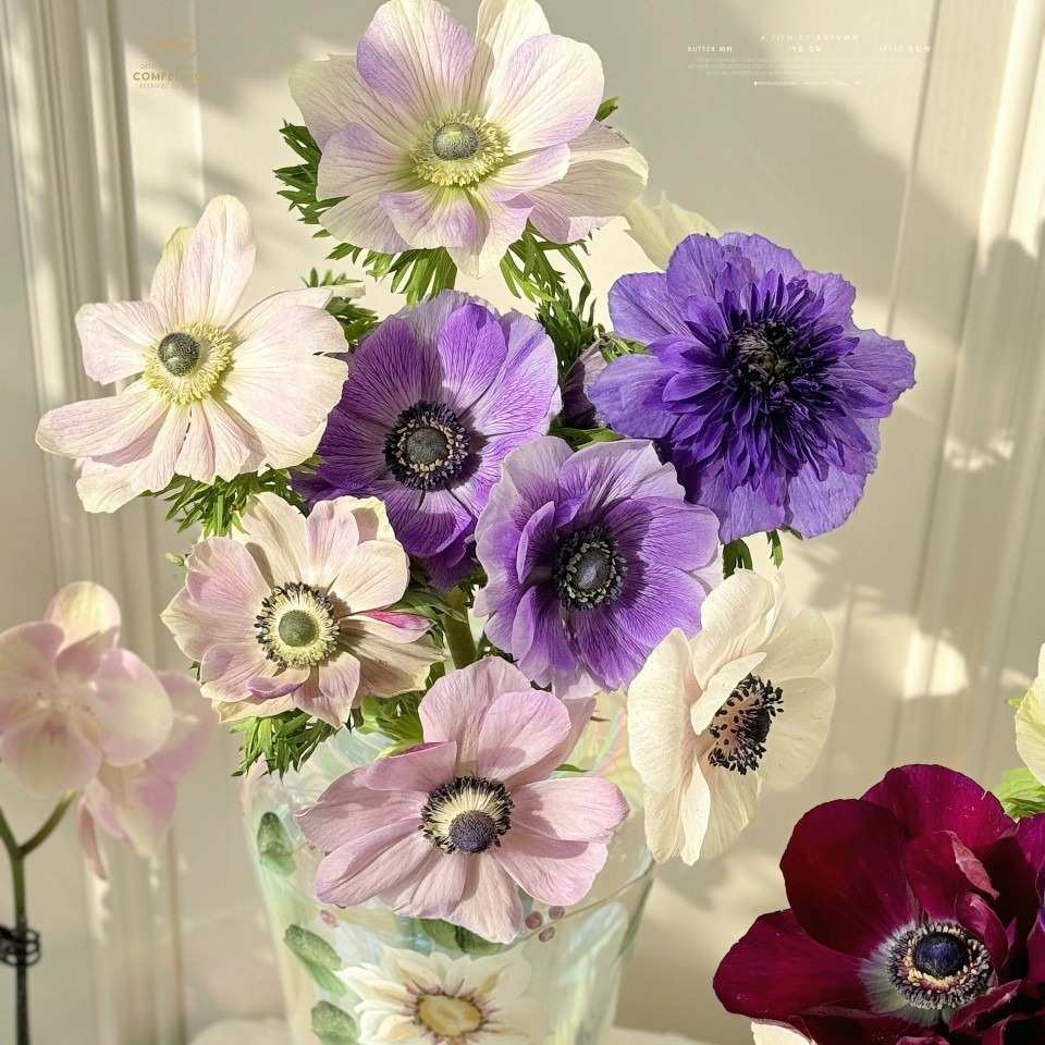 精品银联花鲜花家庭插花小众稀有清新梦幻粉色紫鲜花云南昆明直发