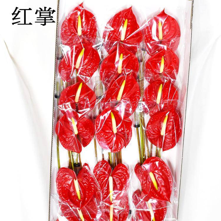 【红掌 粉掌 绿掌】云南昆明鲜切花 婚庆宴会高端用花