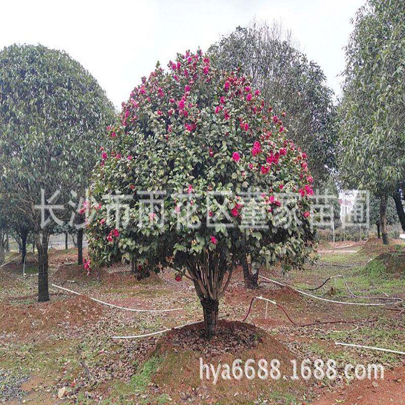 湖南茶花球基地 直批蓬径1.8米-2米的景观茶花球 精品茶花球