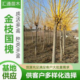 金枝国槐景观树金枝国槐别墅庭院绿化大风景树速生国槐苗