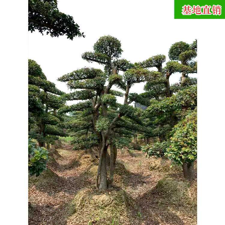 造型榆树 精品造型园林工程绿化苗木庭院常绿乔木 基地直销