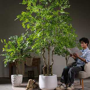 超大型仿真榆钱树金钱榕植物假树室内客厅店铺绿植装饰品落地摆件