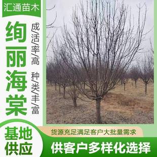 10-14绚丽海棠风景海棠树家院庭荫海棠树海棠园林绿化树现货