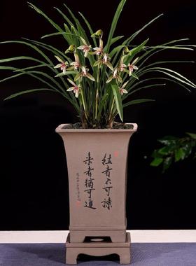 紫砂大花盆F757MH7J兰盆君子兰景盆室内盆号花古典六方带托盘陶瓷