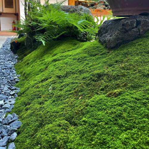 仿真青苔苔藓植绒假草皮石盆景装饰仿真植物墙绿植人造装饰假青苔