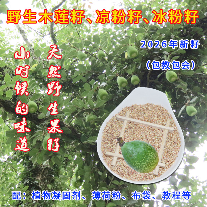 2026年新浙江木莲籽野生传统冰木莲豆腐籽配送植物凝固剂凉粉籽